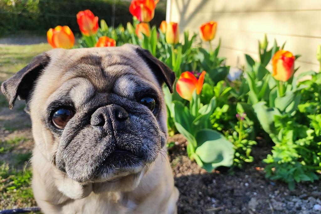 「春のワンコと奥殿陣屋写真展」を開催します！【ご参加お待ちしています】