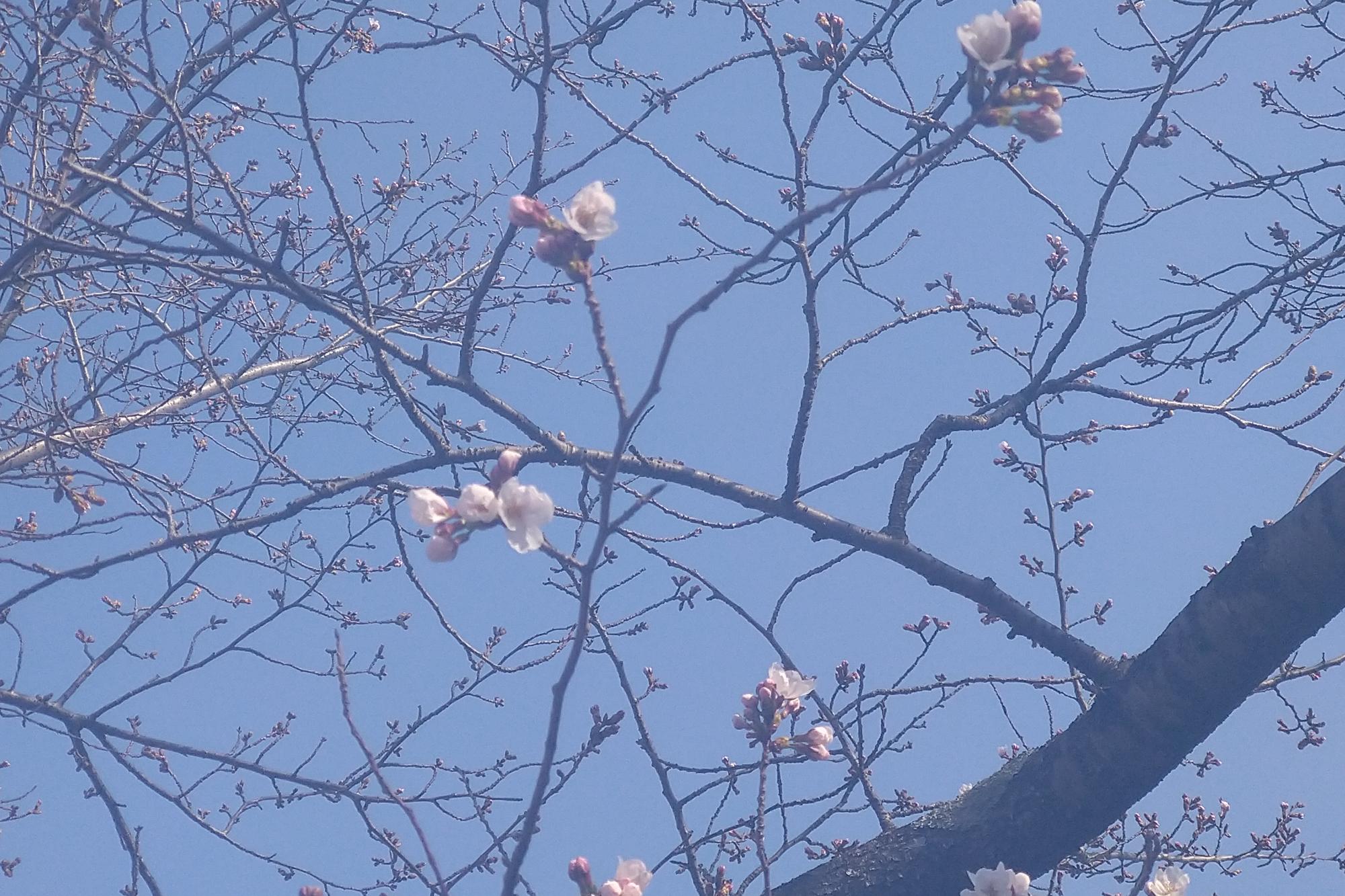 2026年3月22日　中総の開花状況