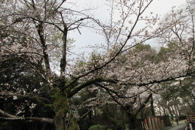 2026年3月23日（月）桜の開花状況を公開しました！