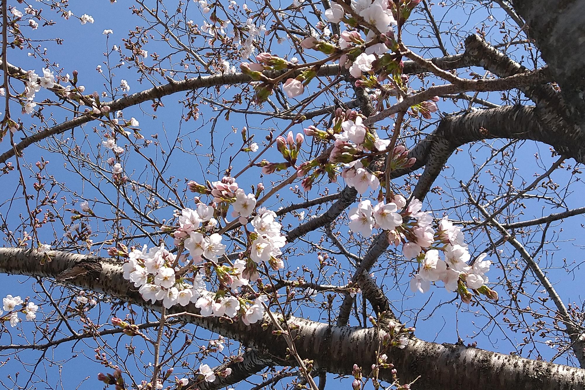 2026年3月24日　中総の開花状況