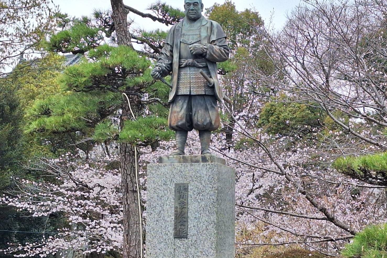 2026年3月25日（水）桜の開花状況を公開しました！
