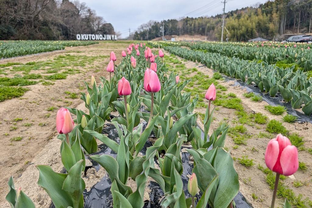 3月25日(水)のチューリップ開花状況