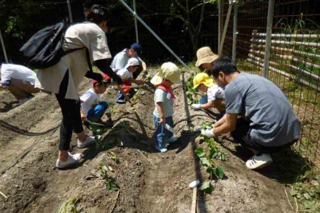 2026年「さつま芋苗差し」を実施します！