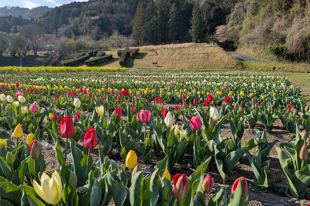 3月28日(土)のチューリップ開花状況【開花進んでいます】