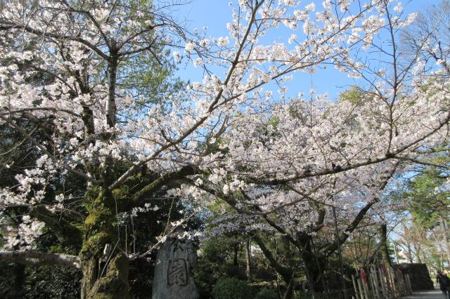 2026年3月27日（金）桜の開花状況を公開しました！