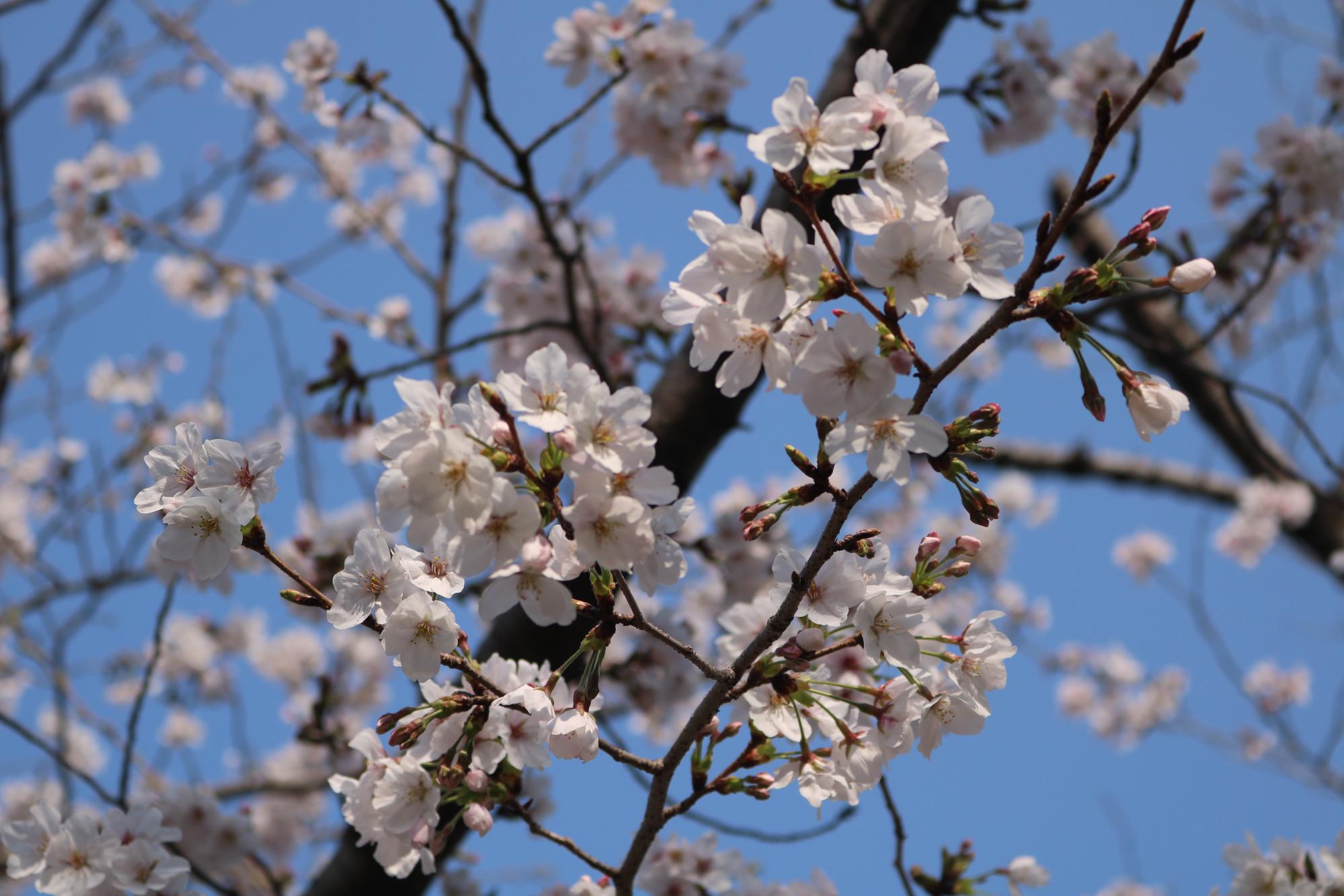 2026年3月28日（土）桜の開花状況を公開しました！