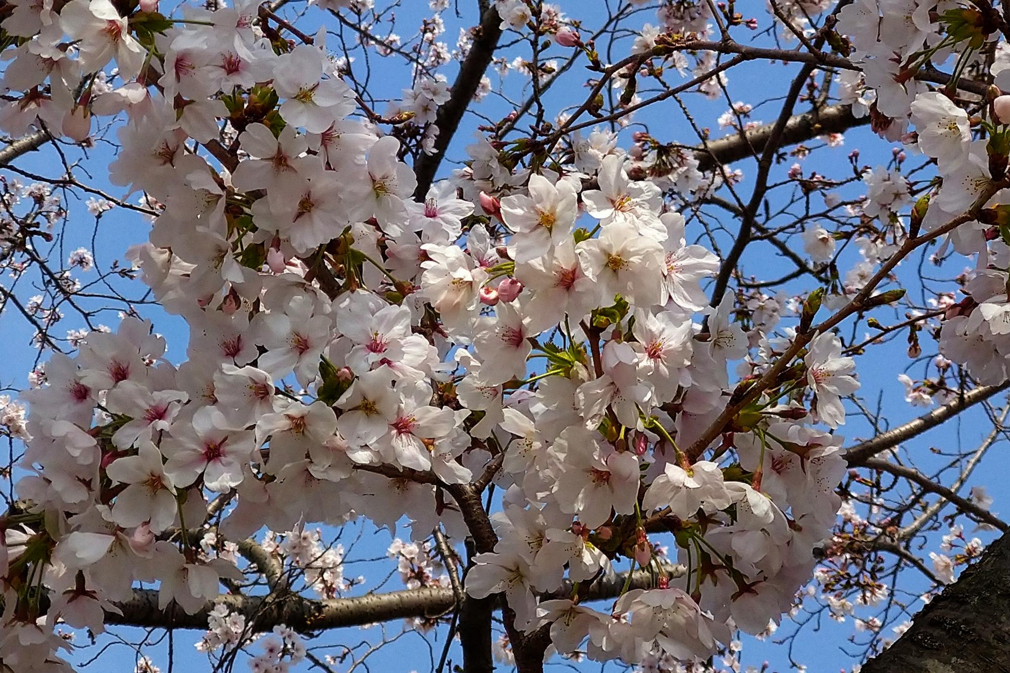 2026年3月28日　中総の開花状況