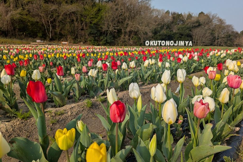 3月29日(日)のチューリップ開花状況