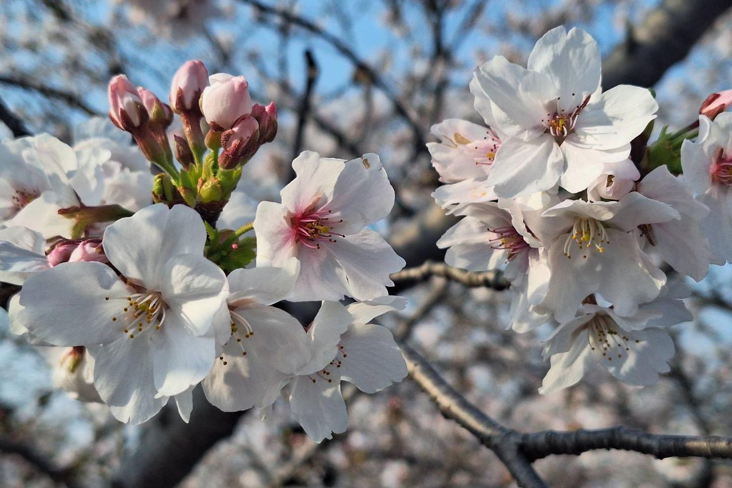2026年3月29日（日）桜の開花状況を公開しました！
