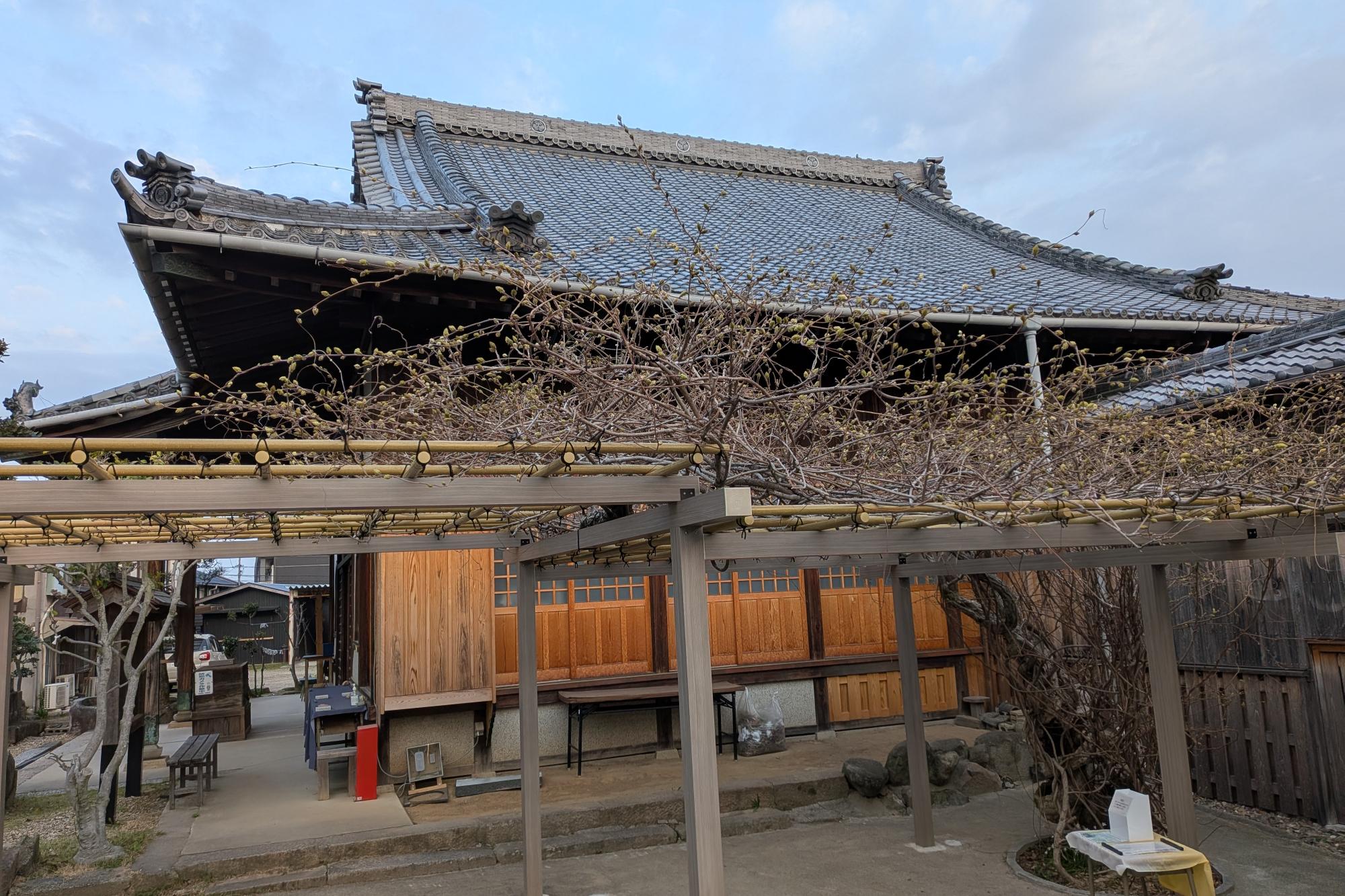2026年松應寺「白藤」の開花状況をお知らせいたします