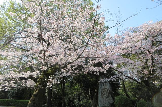 2026年3月30日（月）桜の開花状況を公開しました！