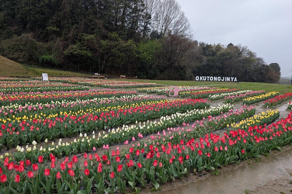 3月31日(火)のチューリップ開花状況