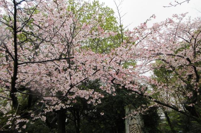 2026年3月31日（火）桜の開花状況を公開しました！