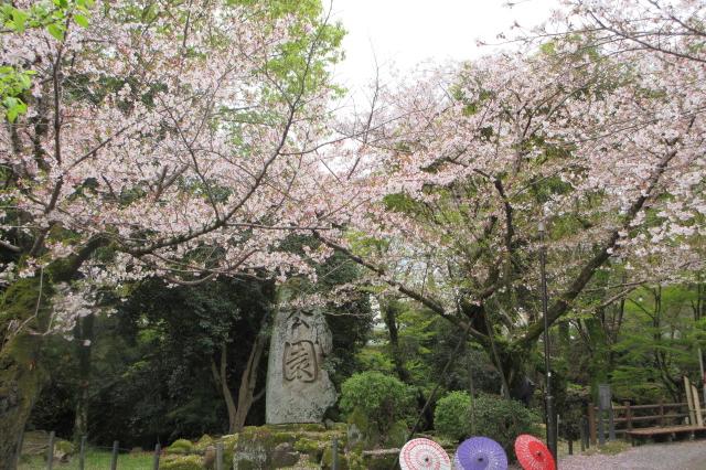 2026年4月1日（水）桜の開花状況を公開しました！