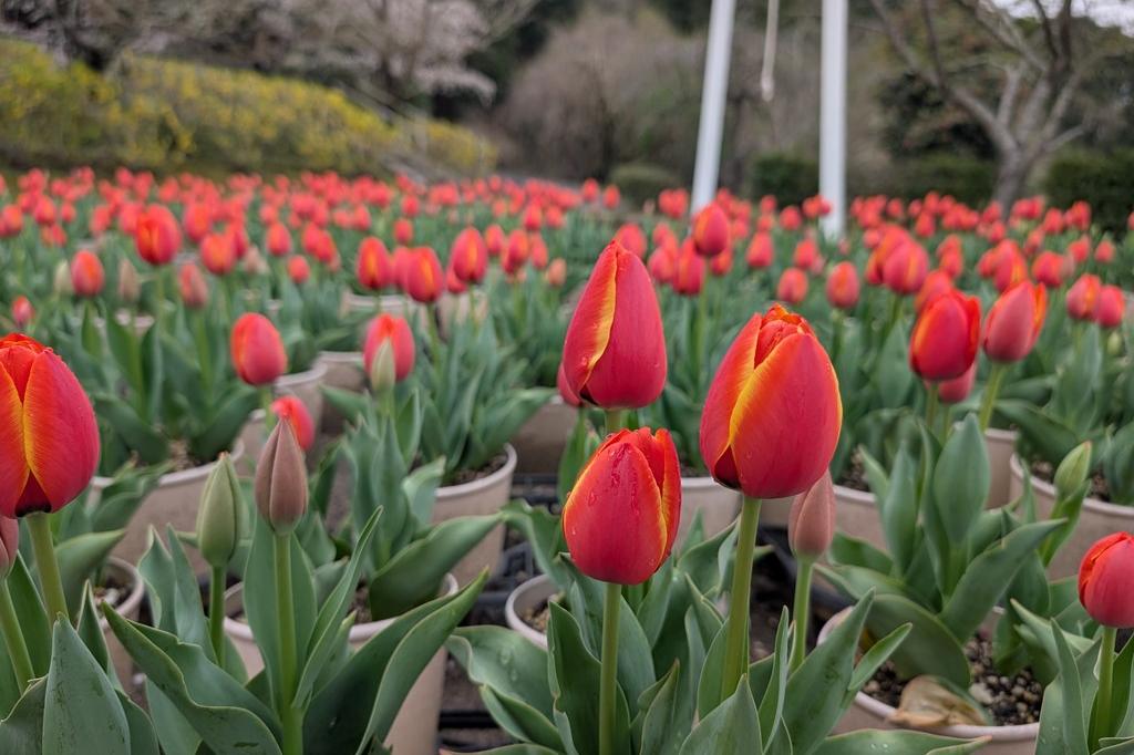 4月1日(水)のチューリップ開花状況