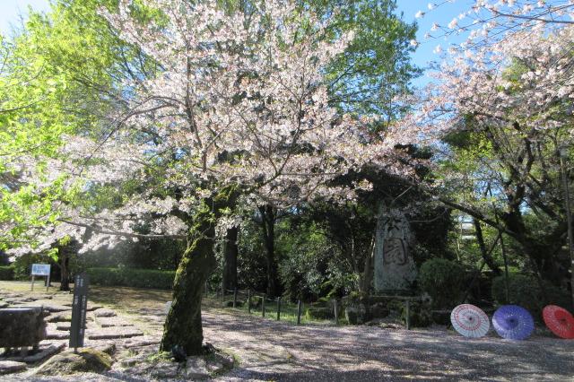 2026年4月2日（木）桜の開花状況を公開しました！