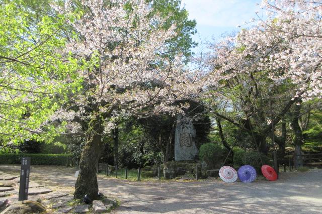 2026年4月3日（金）桜の開花状況を公開しました！