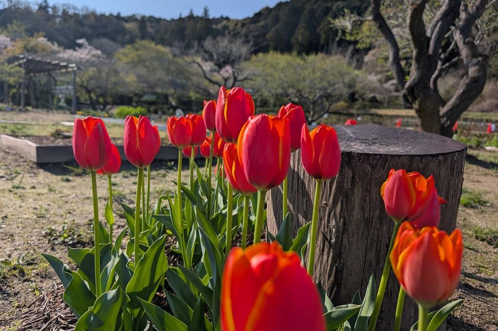 4月3日(金)のチューリップ開花情報