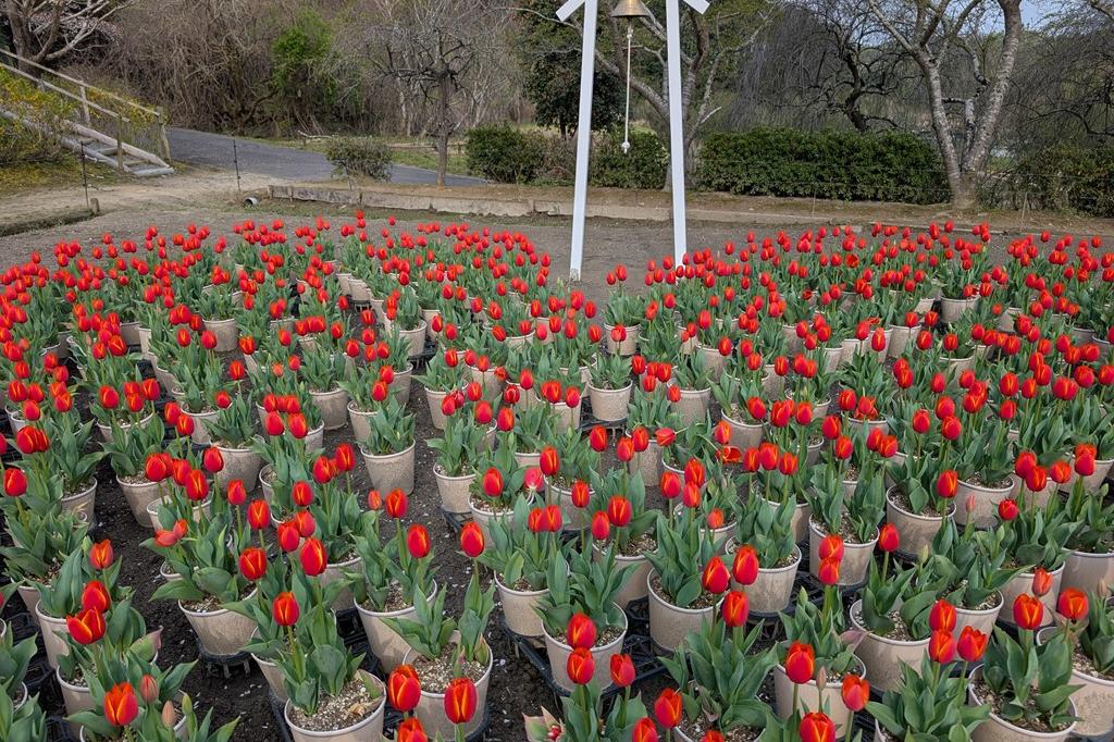 4月4日(土) のチューリップ開花情報