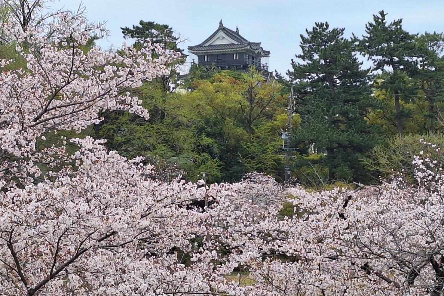2026年4月4日（土）桜の開花状況を公開しました！