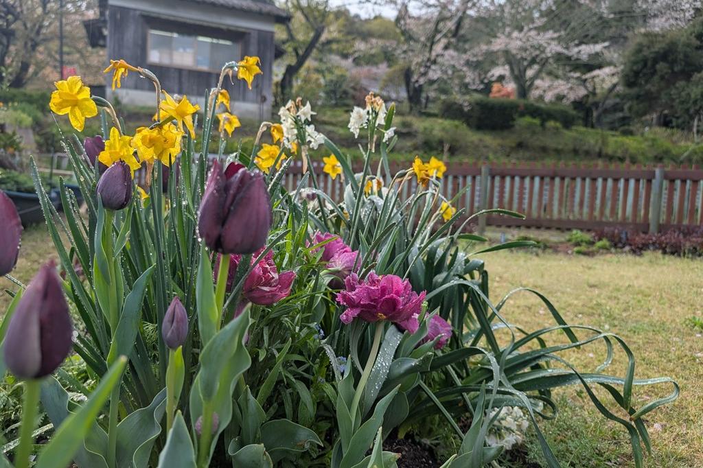 4月5日(日) チューリップ開花情報