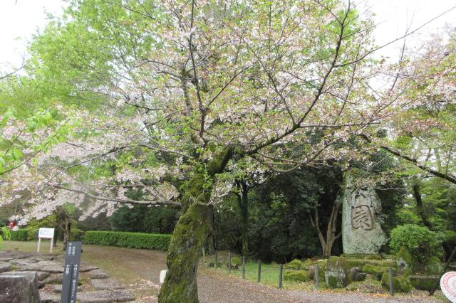 2026年4月5日（日）桜の開花状況を公開しました！