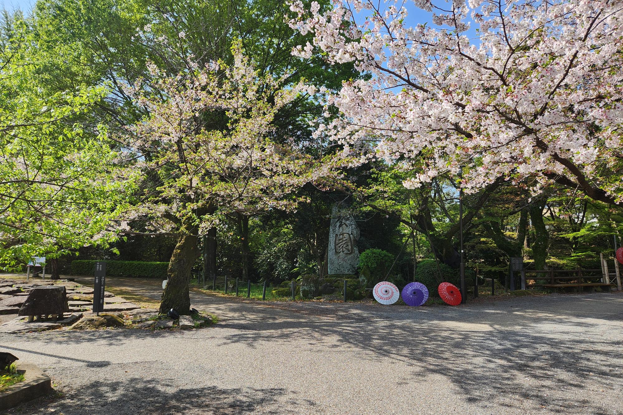 2026年4月6日（月）桜の開花状況を公開しました！