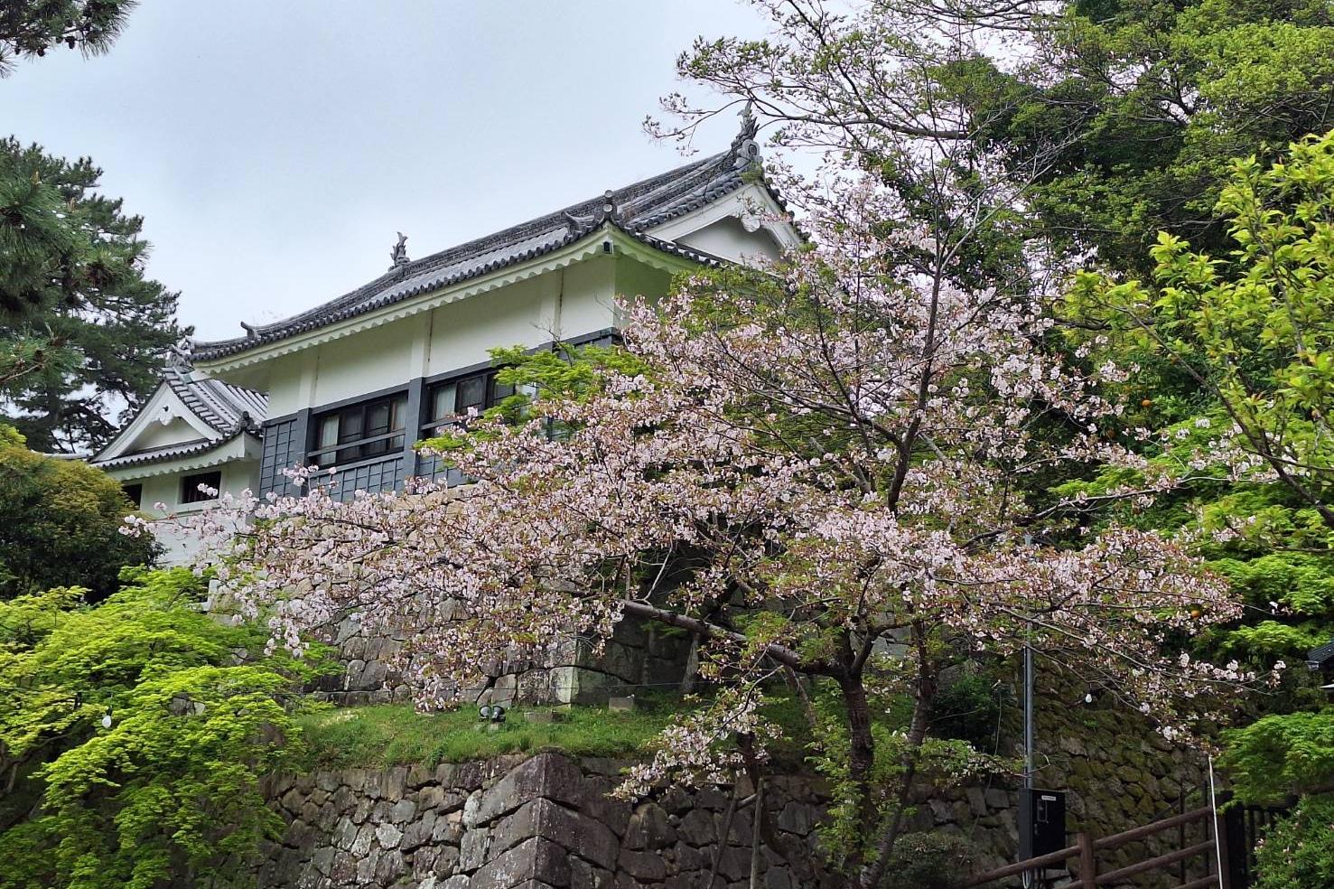 2026年4月7日（火）桜の開花状況を公開しました！