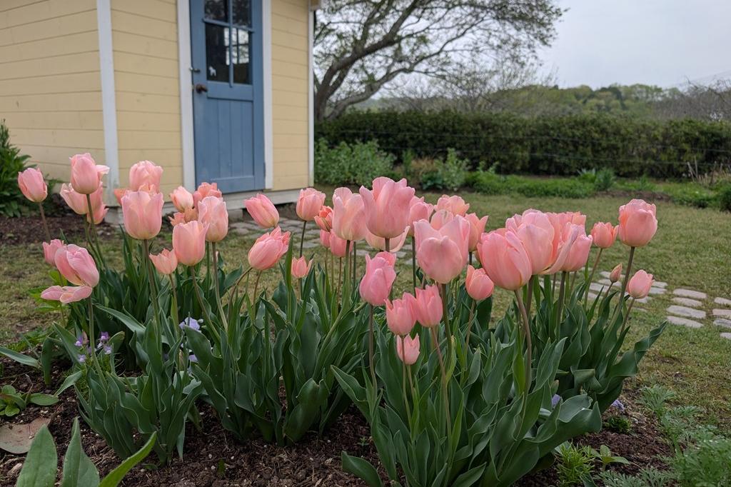 4月7日(火) チューリップ開花情報