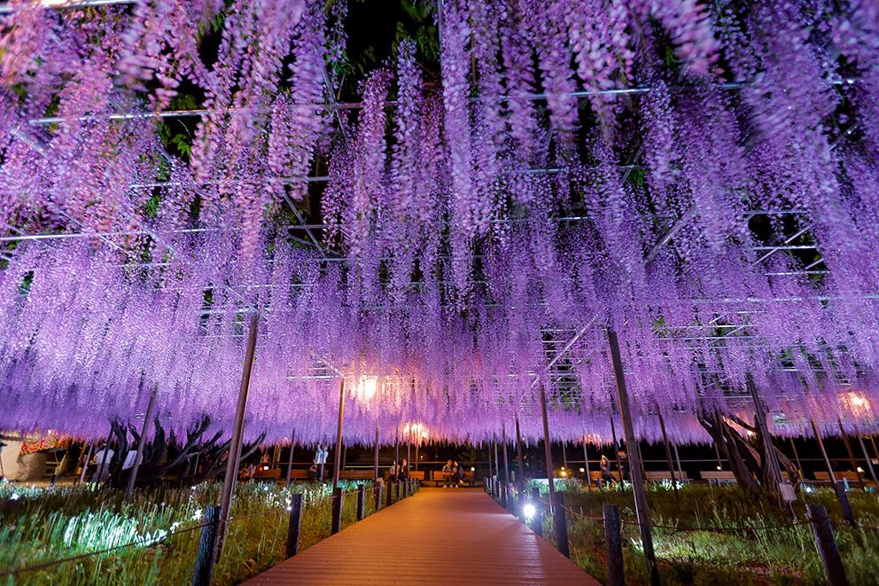 2026年の岡崎城公園五万石ふじの開花状況はこちら！