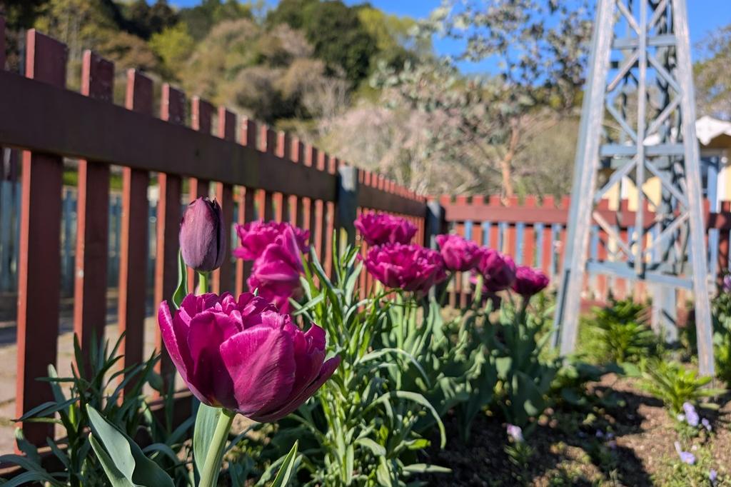4月8日(水) チューリップ開花情報
