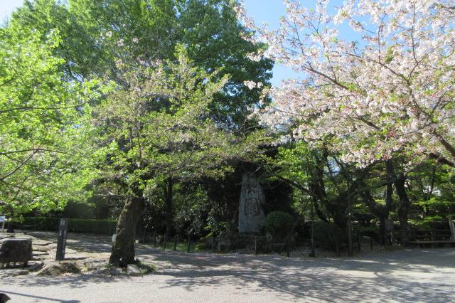 2026年4月8日（水）桜の開花状況を公開しました！