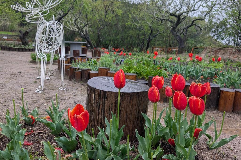 4月10日(金) チューリップ開花情報