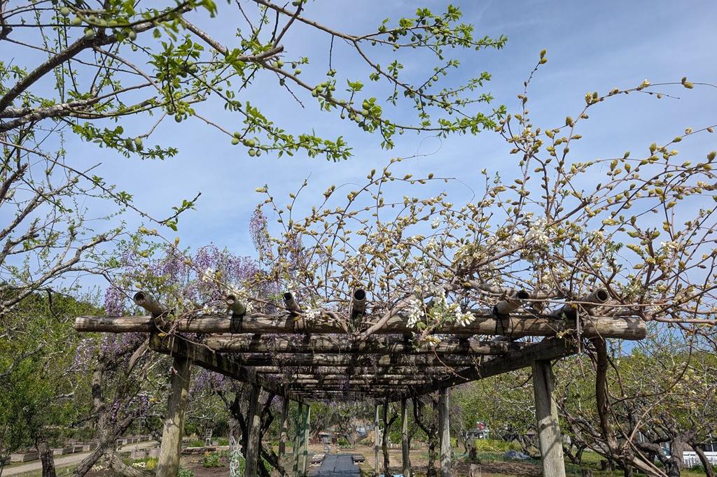 4月12日(日)のお花情報【藤・アケビ・芝桜】