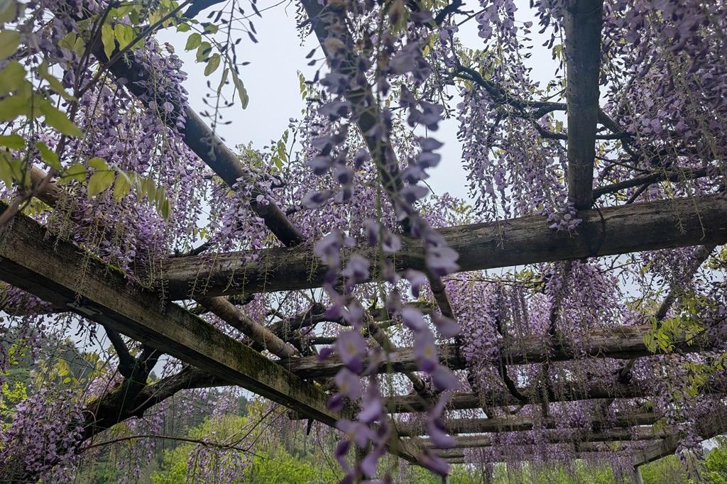 4月15日(水)のお花情報【藤の開花が進んでいます】