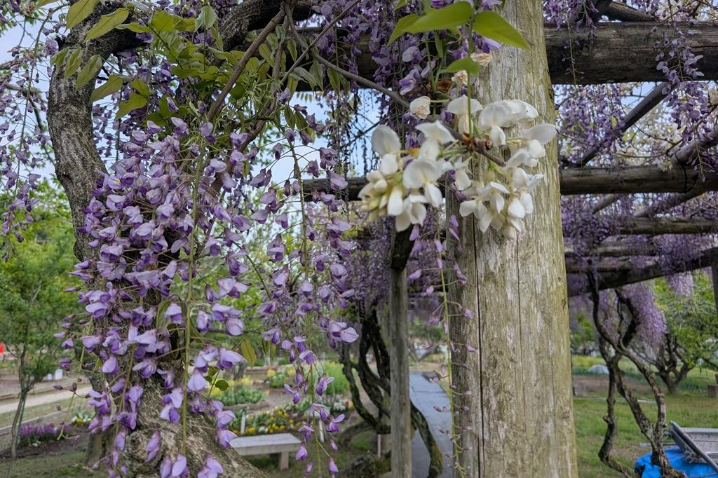 4月17日(金)のお花情報【藤が見頃となっています】