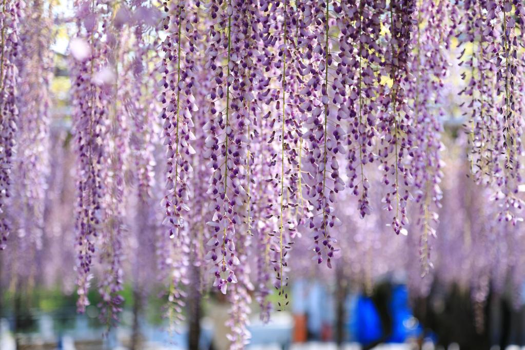 「岡崎城公園五万石藤まつり」は4月24日（金）から開催です！