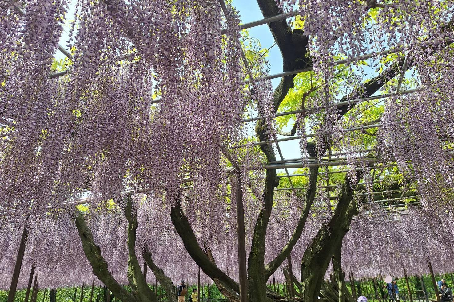 2026年4月19日（日）五万石ふじの開花状況を公開しました！