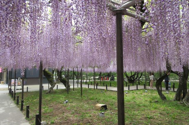 2026年4月20日（月）五万石ふじの開花状況を公開しました！