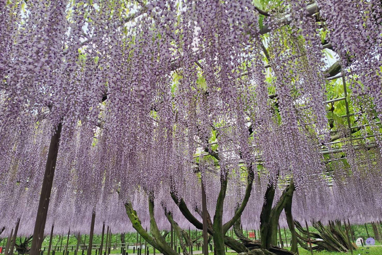 2026年4月21日（火）五万石ふじの開花状況を公開しました！