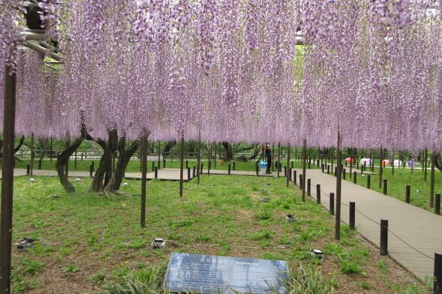 2026年4月22日（水）五万石ふじの開花状況を公開しました！