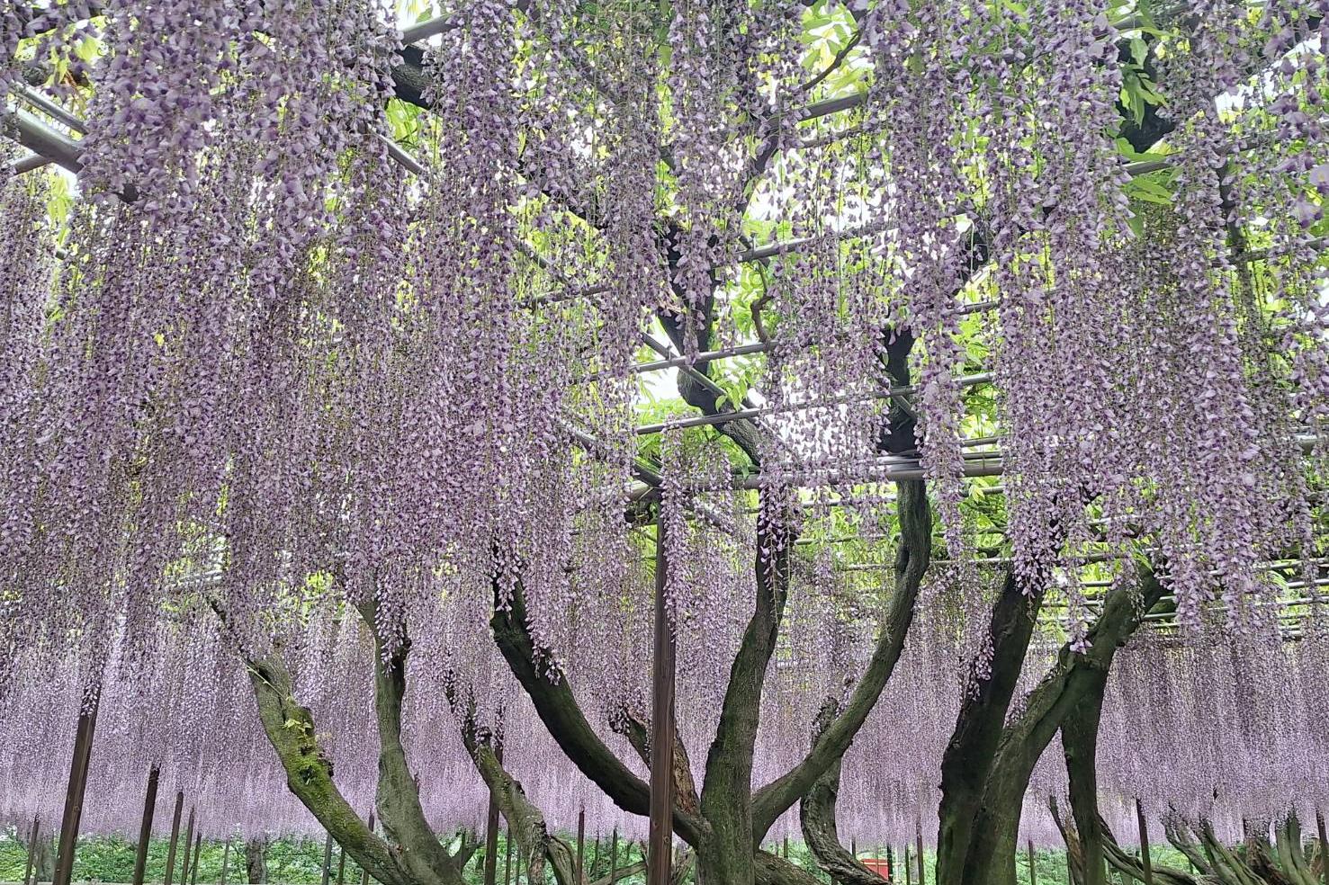 2026年4月23日（木）五万石ふじの開花状況を公開しました！