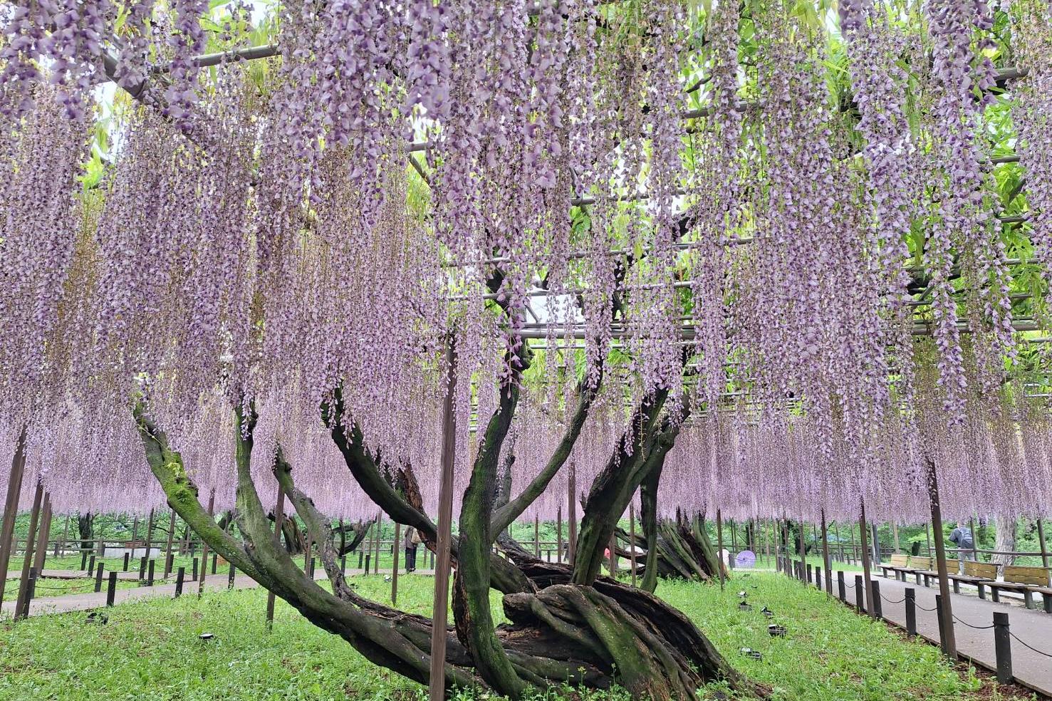 2026年4月24日（金）五万石ふじの開花状況を公開しました！