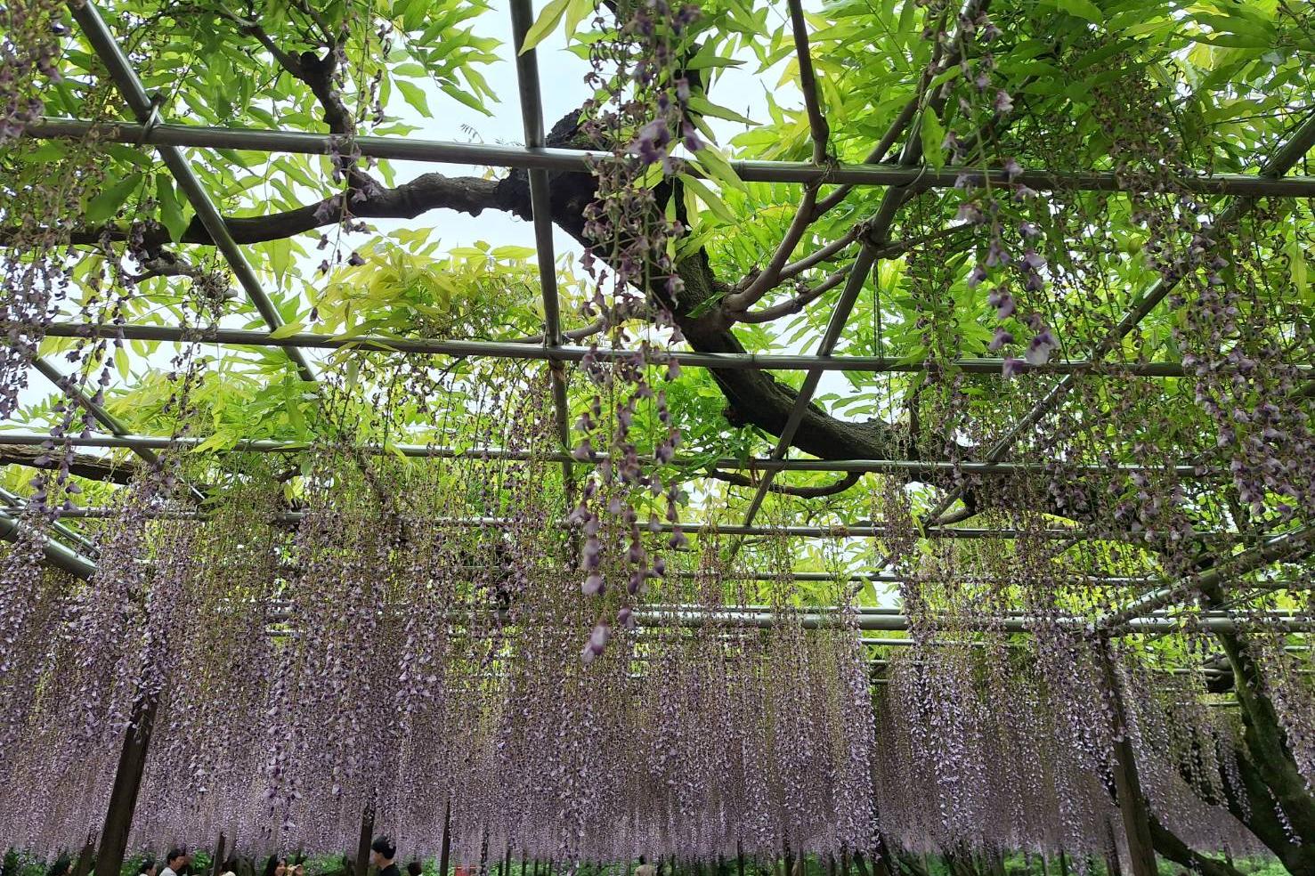 2026年4月25日（土）五万石ふじの開花状況を公開しました！