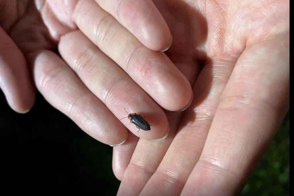 2026年　「第１回／第２回ヘイケボタル観察会」を実施します！