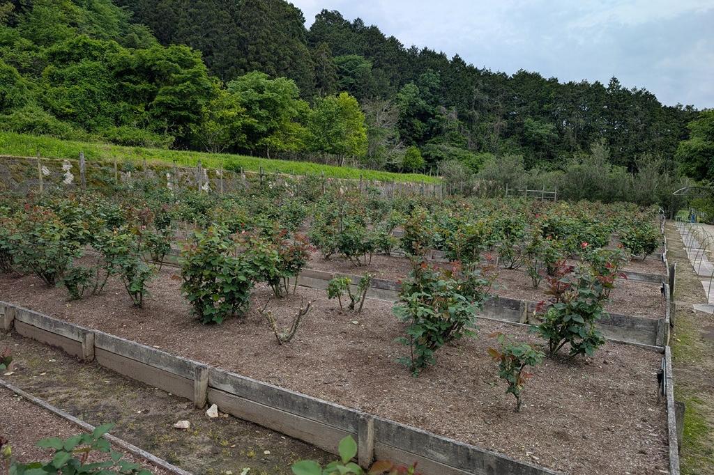 2026年バラの開花情報