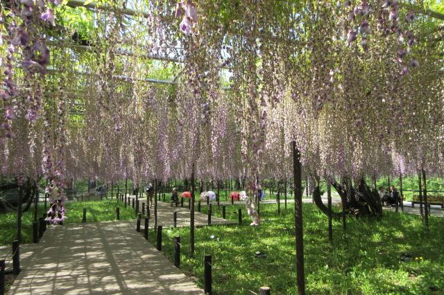 2026年4月26日（日）五万石ふじの開花状況を公開しました！