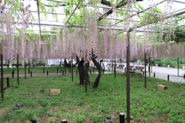 2026年4月27日（月）五万石ふじの開花状況を公開しました！