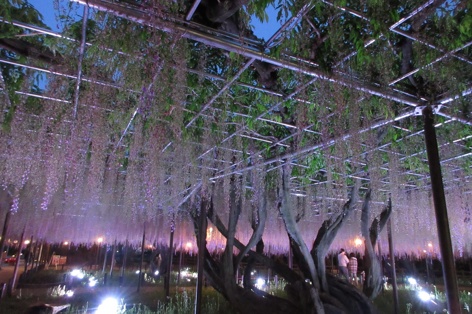 2026年4月28日（火）五万石ふじの開花状況を公開しました！