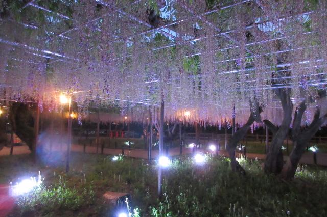 2026年4月29日（水）五万石ふじの開花状況を公開しました！
